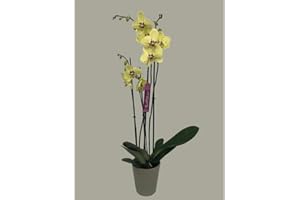GARDEN CENTER SHOP BY VM ORCHIDÉE NATURELLE PHALAENOPSIS JAUNE ET ROSE 75CM 2-3 TAILLES M12
