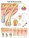 Produktbild Human Hair Anatomical Chart