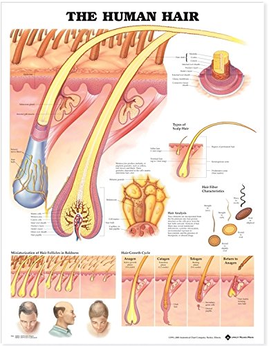 Preisvergleich Produktbild Human Hair Anatomical Chart