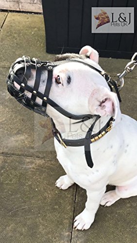 bull terrier muzzle