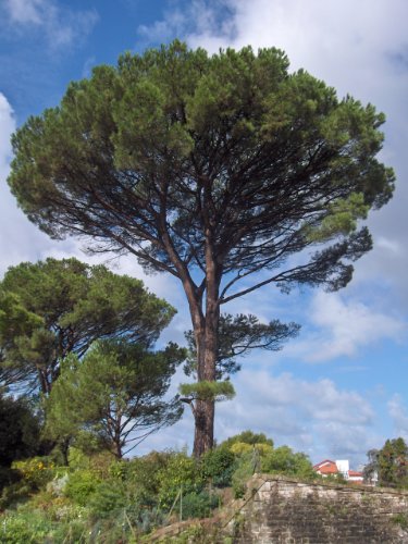 Mittelmeer-Pinie - Pinus pinea, TOP Bonsai geeignet, mediterranes Flair für Sie, 6 Samen