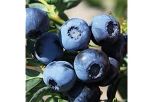 BAUMSCHULE WEDROWSKI W Bluecrop Tôt Myrtille 1L - Plante de Jardin, Arbres fruitiers - la Décoration Parfaite pour Votre Propriété - Pour les Débutants et les Jardiniers Professionnels