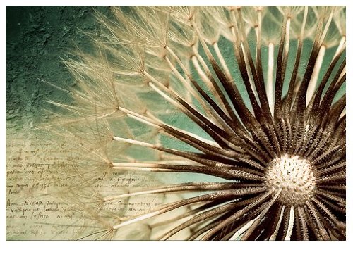 Papiertapete – Fototapete No.73 ‚DANDELION POETRY‘ 400x280cm Pusteblume Blumen , Größe:280cm x 400cm - 2