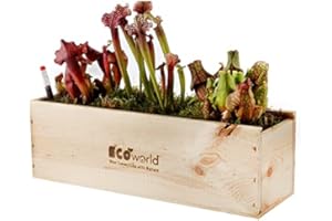 vdvelde.com - Ecoworld Box Fleischfressende Pflanzen - 3 Fleischfressende Pflanze - Sarracenia - Nachhaltige Holzkiste - Inkl. praktischer Feuchtigkeitsmeseer