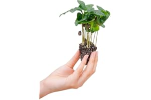 ‎PLNTS PLNTS - Baby Coffea Arabica - Zimmerpflanze - Echte Pflanzen für Drinnen - 4cm Stecklinge - Höhe 15cm