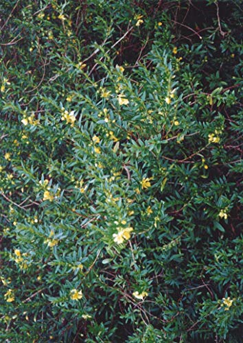 Preisvergleich Produktbild Portal Cool Sinicuichi; Sun Opener - Sinicuichi - Werk