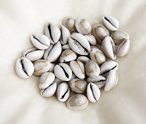 Kaurimuscheln Cypraea annulus Shell beige 15-25 mm. Muscheln beige hell, 50 STÜCK