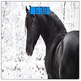 Panel ecuestre, retrato de caballo de deporte frisón negro sobre fondo de invierno nevado Imagen de novedad, azul marino y blanco
