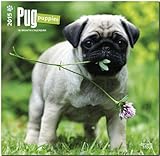 Pug Puppies 2015 - Mopswelpen: Original BrownTrout-Kalender [Mehrsprachig] [Kalender] by 