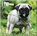 Pug Puppies 2015 - Mopswelpen: Original BrownTrout-Kalender [Mehrsprachig] [Kalender] by 