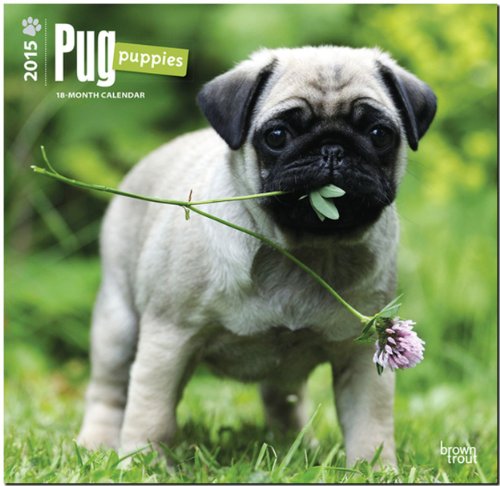Pug Puppies 2015 - Mopswelpen: Original BrownTrout-Kalender [Mehrsprachig] [Kalender]