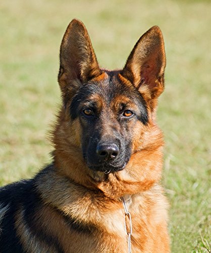 Portrait de chien berger allemand (alsacien, GSD), photo Fine Art Print prêt à cadre, Papier, Maxi (69x58 cm)