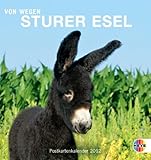 Sturer Esel 2012. Postkartenkalender by 