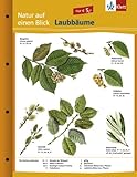 Image de Laubbäume: Naturkundefolder Klasse 1-10 (Natur auf einen Blick)