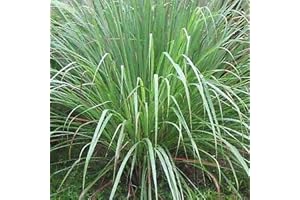 PAGANO DOMENICO E FIGLI SEMENTI DAL 1954 CITRONELLA NR.50 SEMI