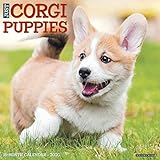 Just Corgi Puppies 2020 Wall Calendar (Dog Breed Calendar) by 