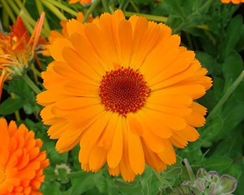 Asklepios-seeds® - 500 Semillas de Calendula officinalis Calendula officinalis, caléndula, botón de oro, mercadela, maravilla, azucena, caldo, caléndula, caléndula oficinal