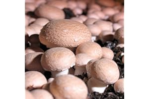 Suttons Seeds Mushroom Windowsill Kit - Chestnut