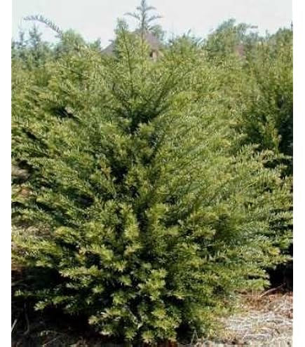 fargesia murielae 'luca' Fargesia murielae Lava – Future Forests main image 0