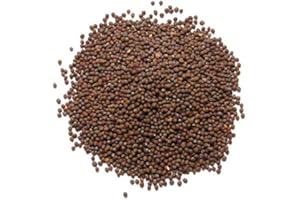 JALPUR Graines de moutarde brune - 1,5 kg