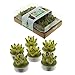 Produktbild Fun Dekorative, offene Blatt Kaktus Kerzen – Set von 6 Teelichter, Höhe 3,5 cm Breite 3,5 cm Tiefe 3,5 cm