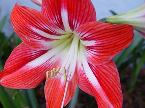 Preisvergleich Produktbild GEOPONICS Lila Leidenschaft floweramhystina São Sebastião