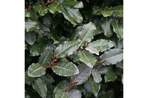 ARBORIX, PLUS VERT - MOINS CHER Elaeagnus Ebbingei- Chalef de Ebbing 40-60 cm en conteneur