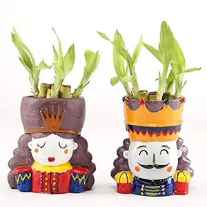 Ferns N Petals Lucky Bamboo Stalks Plants Live Indoor King Queen Resin Pot 3 X 3 Inches