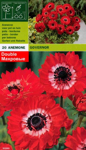 Anemone " Governor " (20)