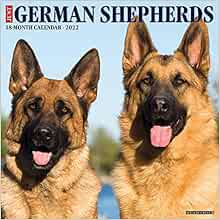 The Christmas Shepherd 2022 Schedule German Shepherds 2022 Wall Calendar: Amazon.co.uk: Willow Creek:  9781549218026: Books