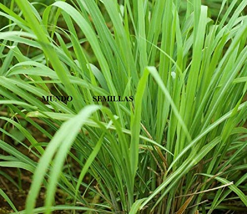 Preisvergleich Produktbild AGROBITS 500: Citronela Zitrone s (er de Limon) citratus Meere fress