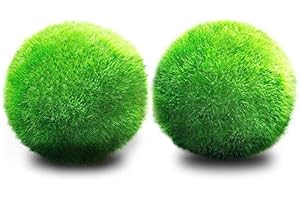 YUTALOW 2pz Palle di Muschio di Marimo,Palle di Gioco dal Vivo Biologico, Naturale, Luminoso,Verde, a Bassa Manutenzione,Impianto Acquatico Vivo,Creare Un Ambiente Sano-Eco-Friendly Muschio Palle