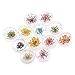 12 Colours Dry Real Dried Flower Nail Art Tips DIY Nail Decoration Manicure Art