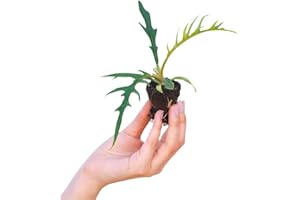 ‎PLNTS PLNTS - Baby Philodendron Tortum - Zimmerpflanze - Zimmerpflanzen, Pflanzen Echt, Nachhaltige Verpackung -2cm Stecklinge - Höhe 10cm - Direkt von der Gärtnerei