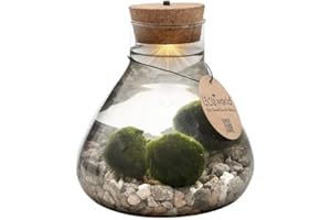 vdvelde.com - Lucky Marimo - Ecoworld Flaschengarten mit Mooskugeln im Glas - Pflanzen Terrarium Glas Ø 17 cm ↥ 20 cm - Mini Ökosystem mit Licht