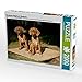 Produktbild CALVENDO Puzzle Rhodesian Ridgeback Hündinnen 2000 Teile Lege-Größe 90 x 67 cm Foto-Puzzle Bild von Dagmar Behrens