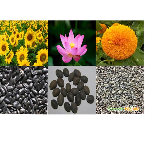 Alkarty Sunflower, Lotus and sungold Seed Pack of 20 Each