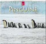 MF-Kalender PINGUINE 2019 by 