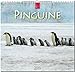 MF-Kalender PINGUINE 2019 by 