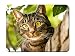 Produktbild Mouse Pad - Cat Muzzle Enormous Eyes - Customized Rectangle Non-Slip Rubber Mousepad Gaming Mouse Pad