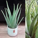 Aloe Vera Plant in a 11cm Pot - 25-30cm Height - Fantastic Plant for Beginners to Houseplants