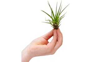 PLNTS - Baby Tillandsia Melanocrater (Filles de l'air) - Plante verte - plante d'intérieur 2 cm boutures - Höhe 10 cm