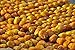 Produktbild PLAT FIRM GERMINATIONSAMEN: 10 Samen stammt Obstbaum Saudi-Arabien Samen schmackhaft BIO selten ROTAB SWEET