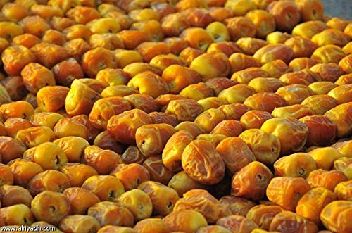 PLAT FIRM Germination Seeds: 10 Seeds Dates Fruit Tree Saudia Arabia Seed Tasty Organic Rare ROTAB Sweet