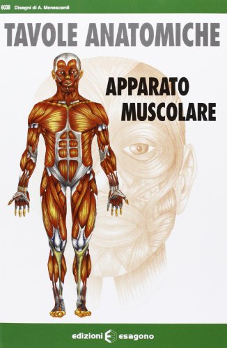 Apparato muscolare. Tavole anatomiche