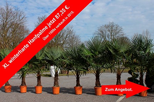 winterharte Palm 160-180 cm – XXL hanfpalme -18 °C trachycarpus fortunei palmen. - 2