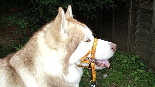 DOGMATIC-HEADCOLLAR-PADDED-CUSHIONED-WEBBING-PCW-ORANGE-SIZE-4