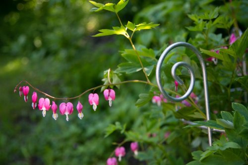Stabiler Staudenhalter Verzinkt Ø 60cm, Volleisen Strauchhalter, Rankgerüst, - 3