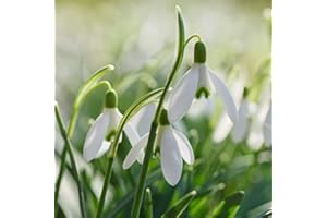 Giant Snowdrop Bulbs 100 UK Hardy Spring Flowering Snowdrops, White Blooms, Ideal for Garden Borders & Patios, Easy to Establish, 100x Galanthus Elwesii (Giant Snowdrop) Bulbs by Thompson & Morgan
