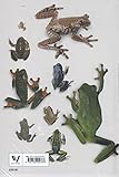 Image de The book of frogs